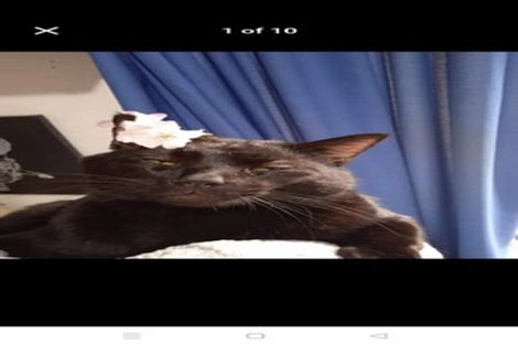 Photo of property in 50a Richmond Avenue, Karori, Wellington, 6012