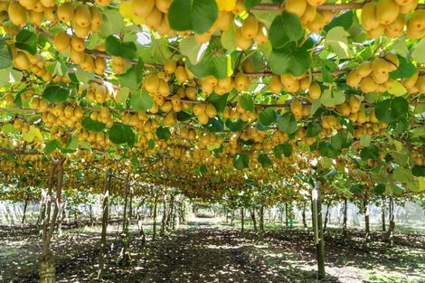 Photo of property in 121 Macdonald Road, Te Teko, Whakatane, 3192