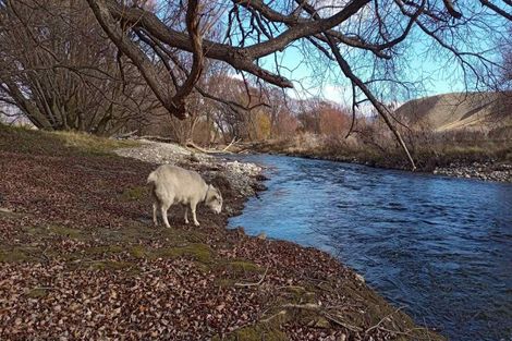 Photo of property in 633 Ardgour Road, Tarras, Cromwell, 9383