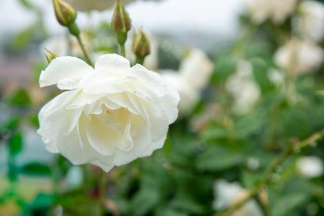 Photo of property in 12 Emmett Street, Newtown, Wellington, 6021