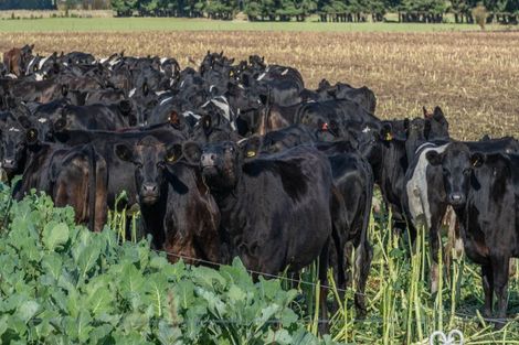 Photo of property in 375 Stonyflat Road, Loburn, Rangiora, 7472