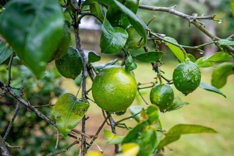 Photo of property in 36 Fifth Avenue, Avenues, Whangarei, 0110