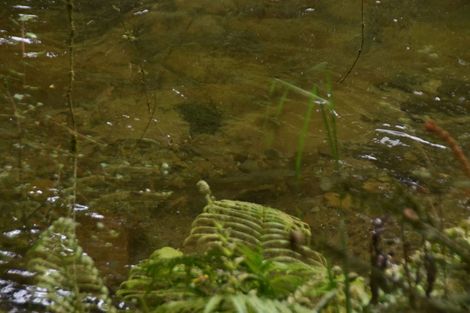 Photo of property in 2005 Ongarue Stream Road, Waimiha, 3998