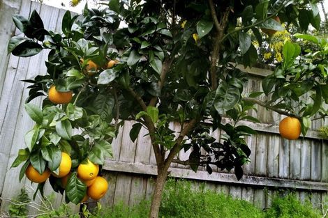 Photo of property in 19 Benita Place, Sunnyvale, Auckland, 0612