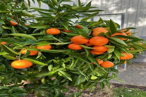 Photo of property in 50 Tetley Road, Tahawai, Katikati, 3178