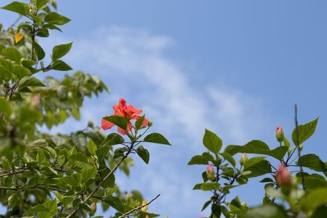 Photo of property in 74 Hamurana Road, Omokoroa, 3114