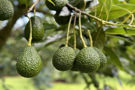 Photo of property in 55 Plummers Point Road, Whakamarama, Tauranga, 3172