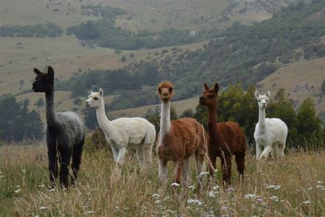 Photo of property in 135 Le Bons Bay Road, Le Bons Bay, Akaroa, 7583