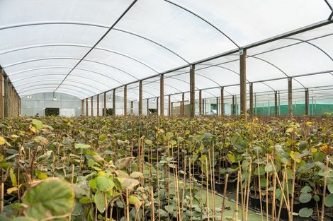 Photo of property in 48 Loop Road, Minden, Tauranga, 3176