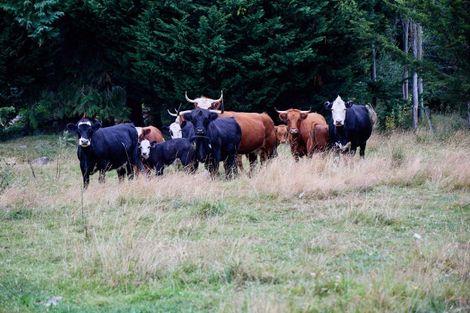 Photo of property in 671 Inland Kaikoura Road, Inland Road, Kaikoura, 7373