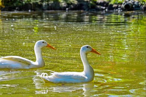 Photo of property in 331 Kaipara Flats Road, Warkworth, 0981