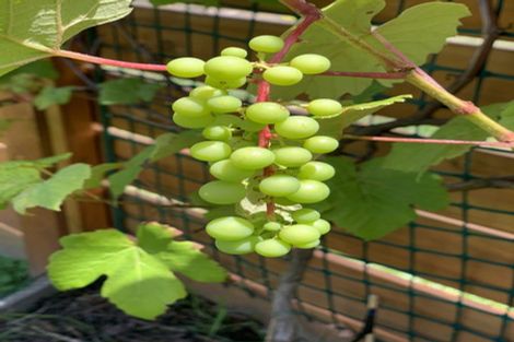 Photo of property in 185 West Street, Greytown, 5712