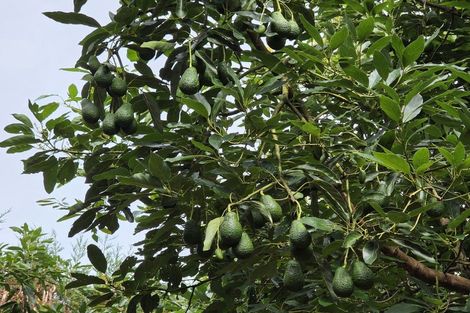 Photo of property in 244 Beach Road, Katikati, 3178