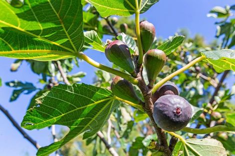 Photo of property in 179 Russell Road, Huntly, 3700