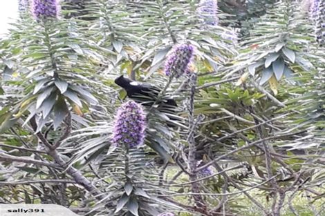 Photo of property in 39 Hudson Street, Island Bay, Wellington, 6023