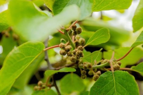 Photo of property in 837b Pyes Pa Road, Pyes Pa, Tauranga, 3173