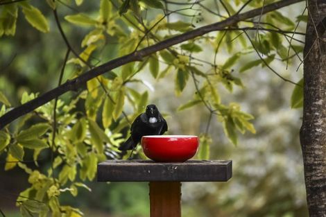 Photo of property in 1348a Pohangina Road, Pohangina, Ashhurst, 4884