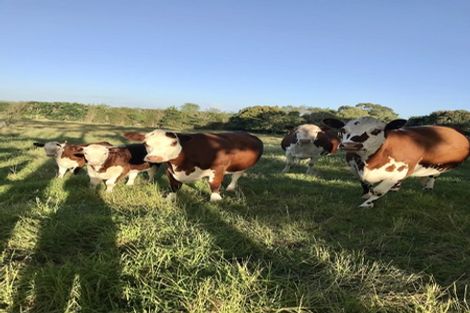 Photo of property in 56 Scottys Camp Road, Parore, Dargaville, 0373