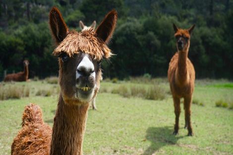 Photo of property in 156 Elmore Road, Lucas Heights, Albany, 0793