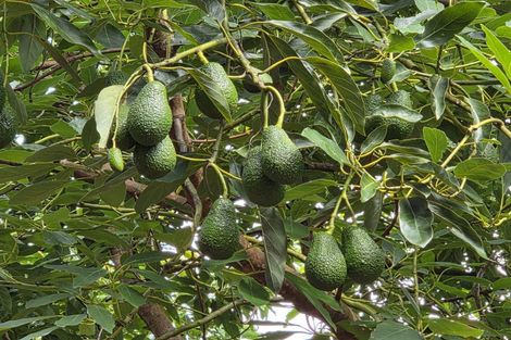 Photo of property in 244 Beach Road, Katikati, 3178