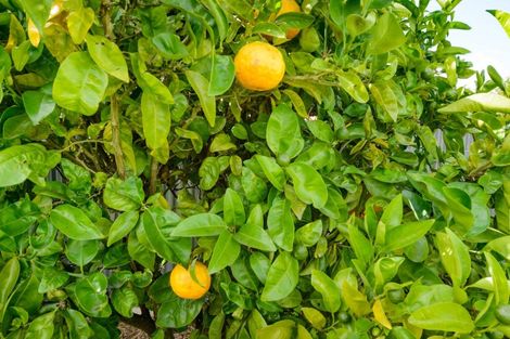 Photo of property in 52 Nottingham Avenue, Awapuni, Palmerston North, 4412