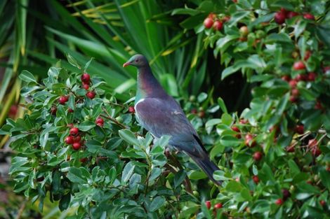 Photo of property in 49 Vale Road, Riverside, Whangarei, 0112