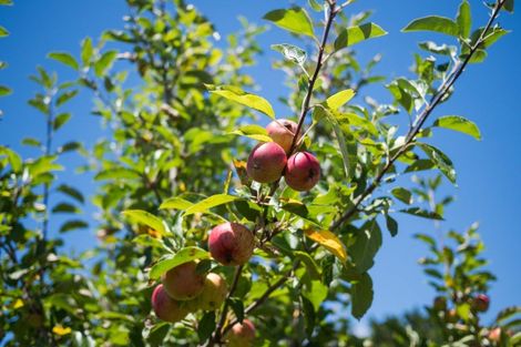 Photo of property in 9 Mahi Grove, Feilding, 4702