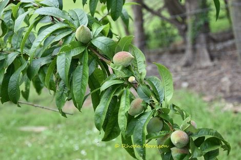 Photo of property in 69 Matakohe Wharf Road, Matakohe, 0593