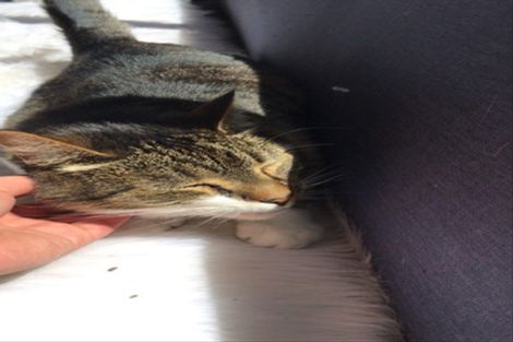 Photo of property in 47 Davidson Crescent, Tawa, Wellington, 5028