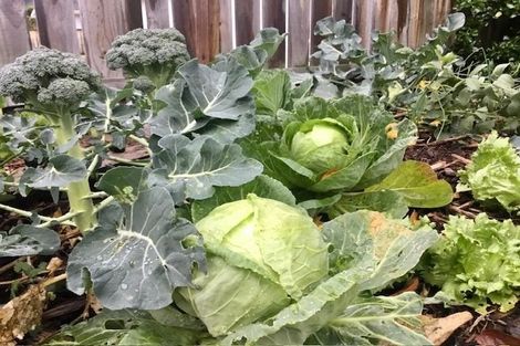 Photo of property in 4 Tarawa Street, Paekakariki, 5034