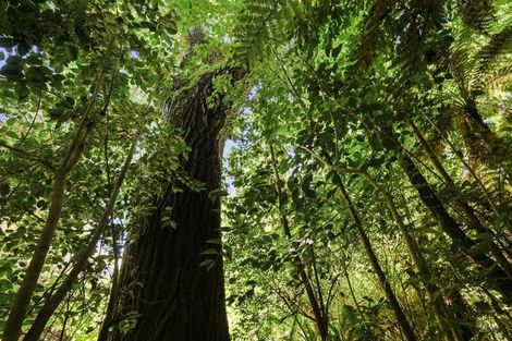 Photo of property in 19 Beverley Crescent, Hillcrest, Hamilton, 3216