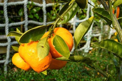 Photo of property in 195 Oropi Road, Oropi, Tauranga, 3173