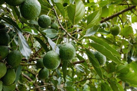 Photo of property in 138 Te Puna Road, Te Puna, Tauranga, 3174