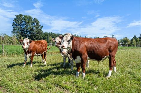 Photo of property in 1436 Saunders Road, Hororata, Darfield, 7572