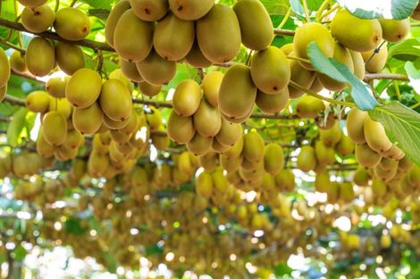 Photo of property in 121 Macdonald Road, Te Teko, Whakatane, 3192