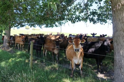 Photo of property in 176 Morrison Road, Arapohue, Dargaville, 0374