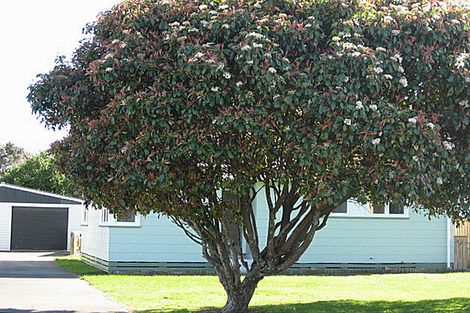 Photo of property in 52 Kittyhawk Row, Bulls, 4818