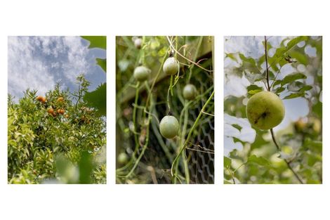 Photo of property in 20 Emmerdale Place, Ohauiti, Tauranga, 3112