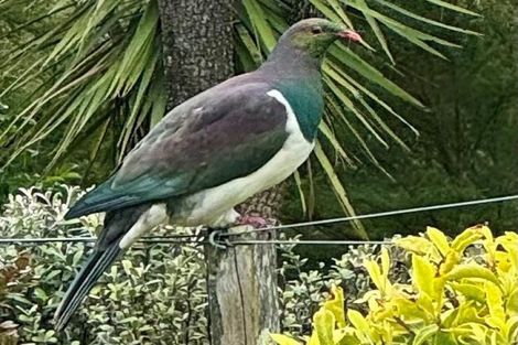 Photo of property in 11 Kaimata Road, Bay View, Napier, 4182