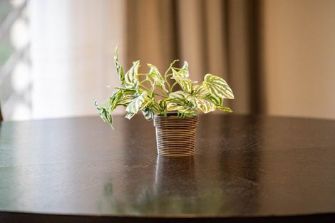 Photo of property in 13 Grevillea Place, Melville, Hamilton, 3206