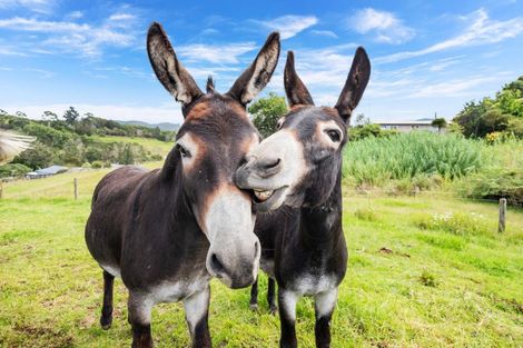 Photo of property in 36a Greenacres Drive, Kawakawa, 0210