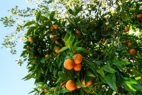 Photo of property in 26 Rangitira Avenue, Palmerston North, 4414