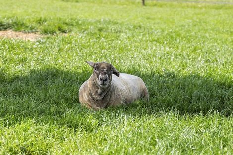 Photo of property in 324 Norfolk Road, Waingawa, 5791