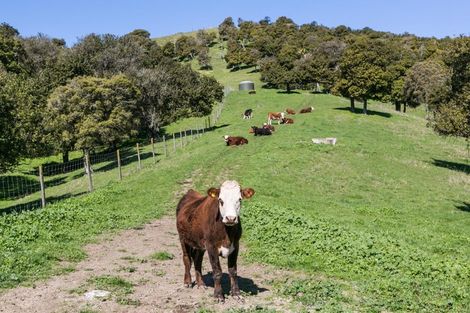 Photo of property in 455 Anaroa Road, Raukawa, Hastings, 4174