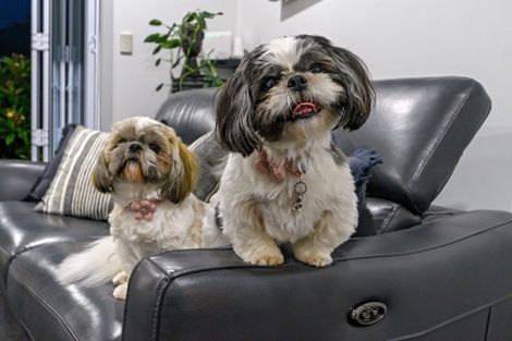 Photo of property in 50 Pembroke Drive, Bethlehem, Tauranga, 3110