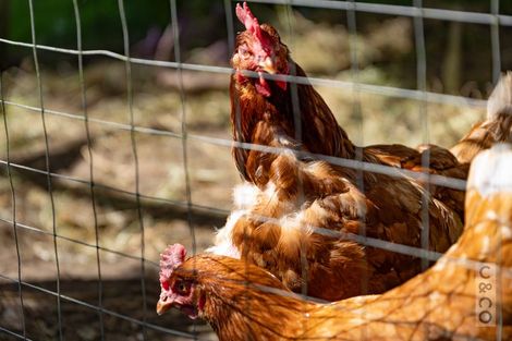 Photo of property in 9 Elliot Street, Riverhead, 0820