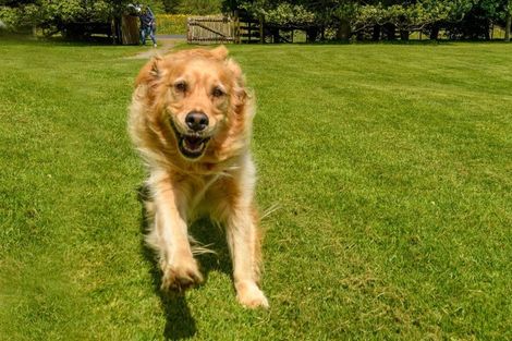 Photo of property in 320 Glue Pot Road, Oropi, Tauranga, 3173