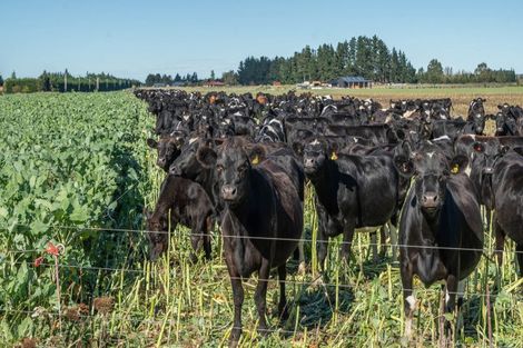 Photo of property in 375 Stonyflat Road, Loburn, Rangiora, 7472