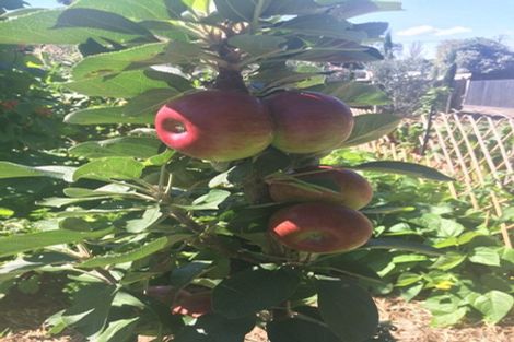 Photo of property in 1/10 Dinton Street, Russley, Christchurch, 8042