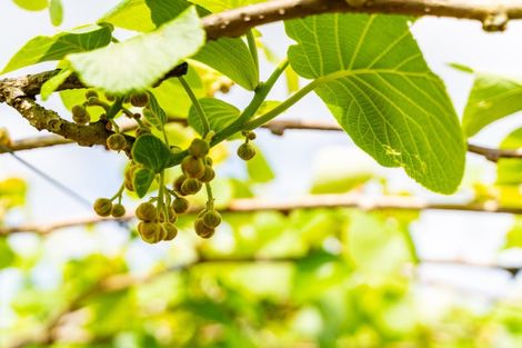 Photo of property in 988 Otaika Valley Road, Maungatapere, Whangarei, 0170